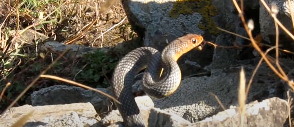 snake_F