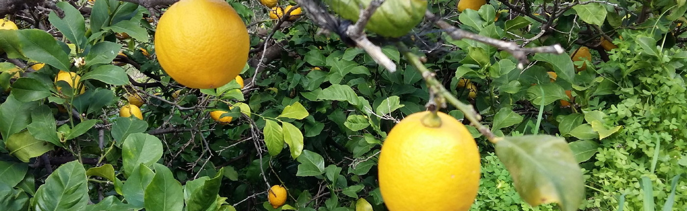 LemonsFF