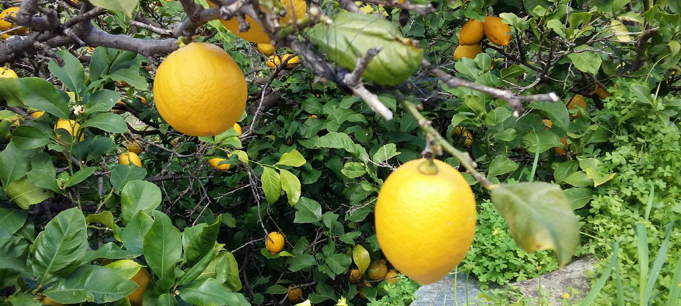 LemonsFF